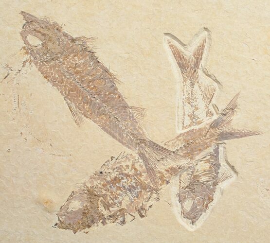 Knightia Fossil Fish Multiple #10900